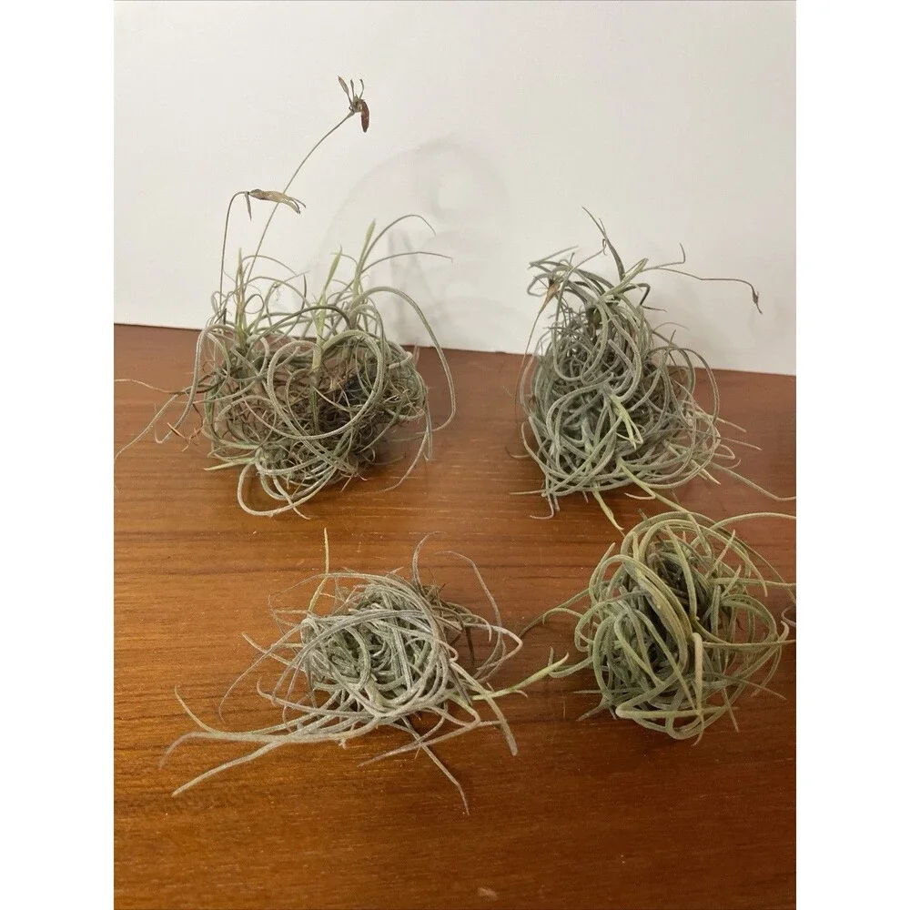 Air Plant Live Lot Tillandsia Recurvata 6 Clusters Ball Moss Wild Decor